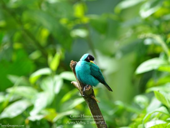 Green Honeycreeper - Trinidad