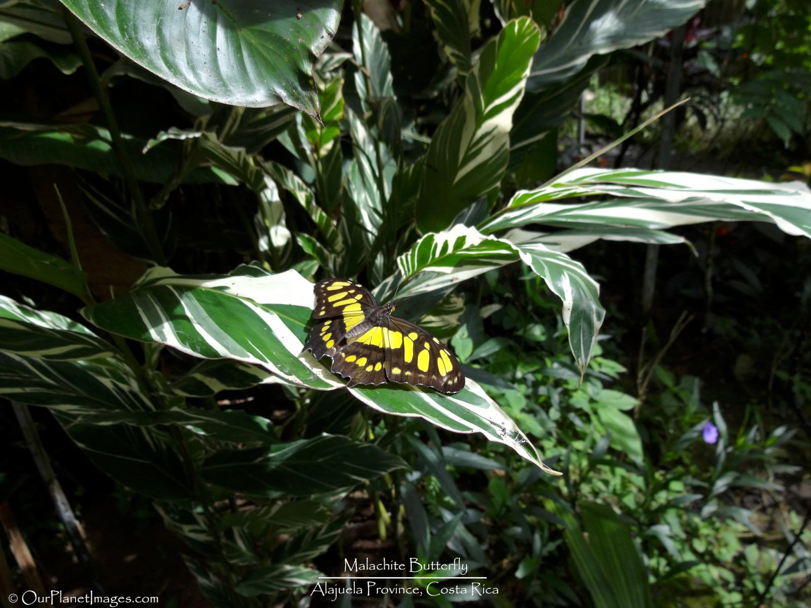 Butterflies from Costa Rica