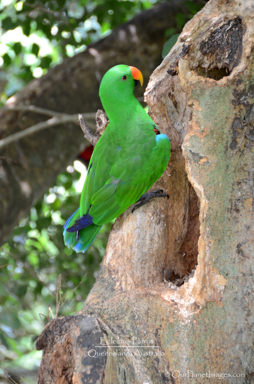 Eclectus Parrot, Queensland Australia