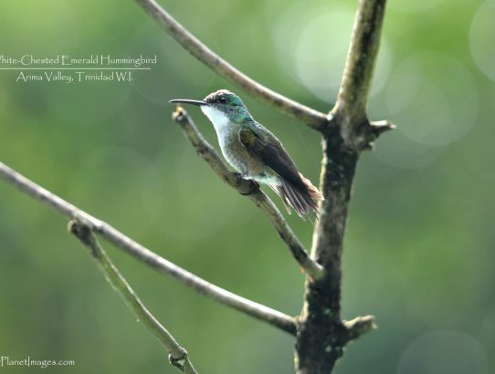 White-Chested Emerald Hummingbird - Trinidad