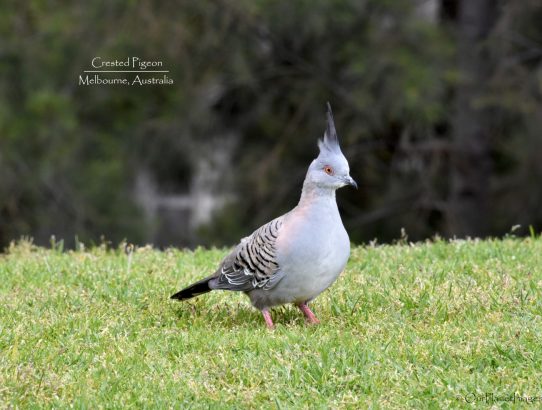 Crested Pigeon - Australia