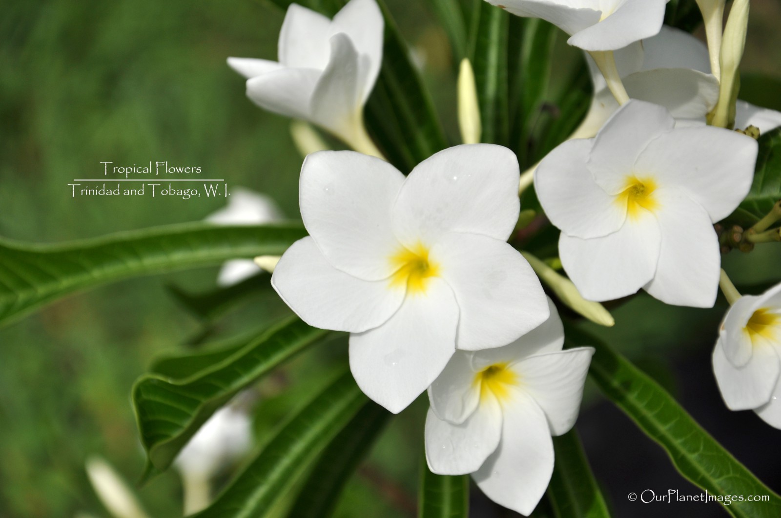 Flowers And Plants Trinidad Tobago