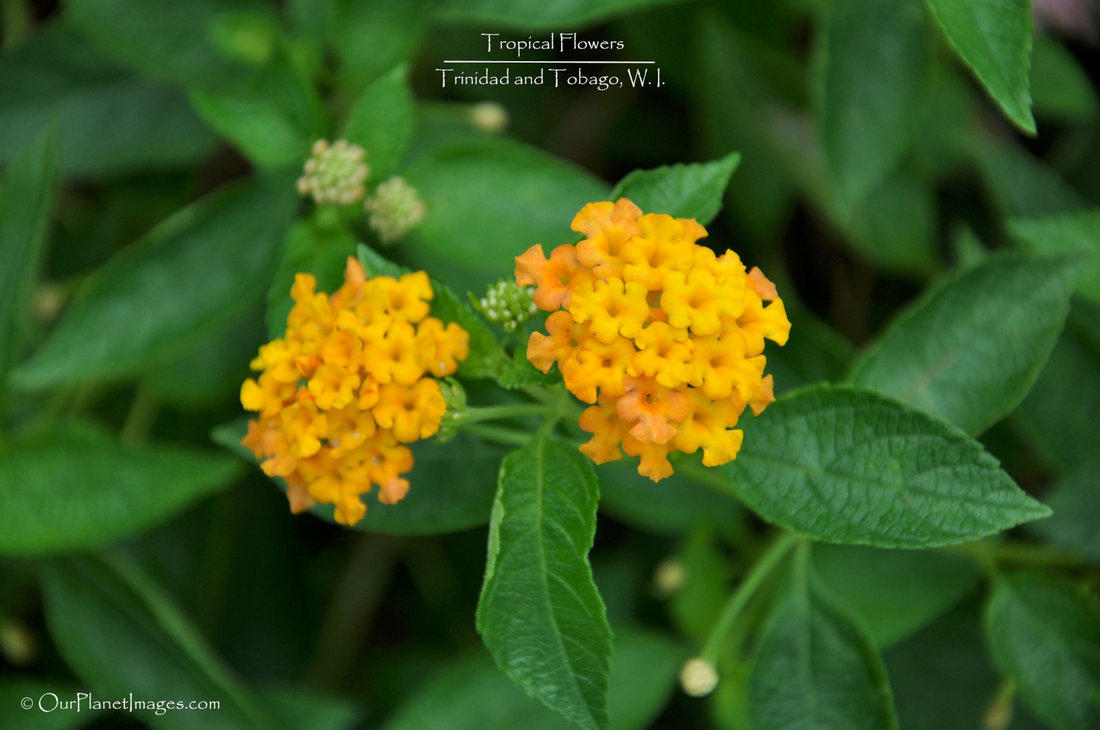 Flowers And Plants Trinidad Tobago