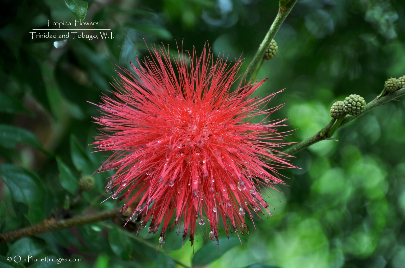 Flowers And Plants Trinidad Tobago