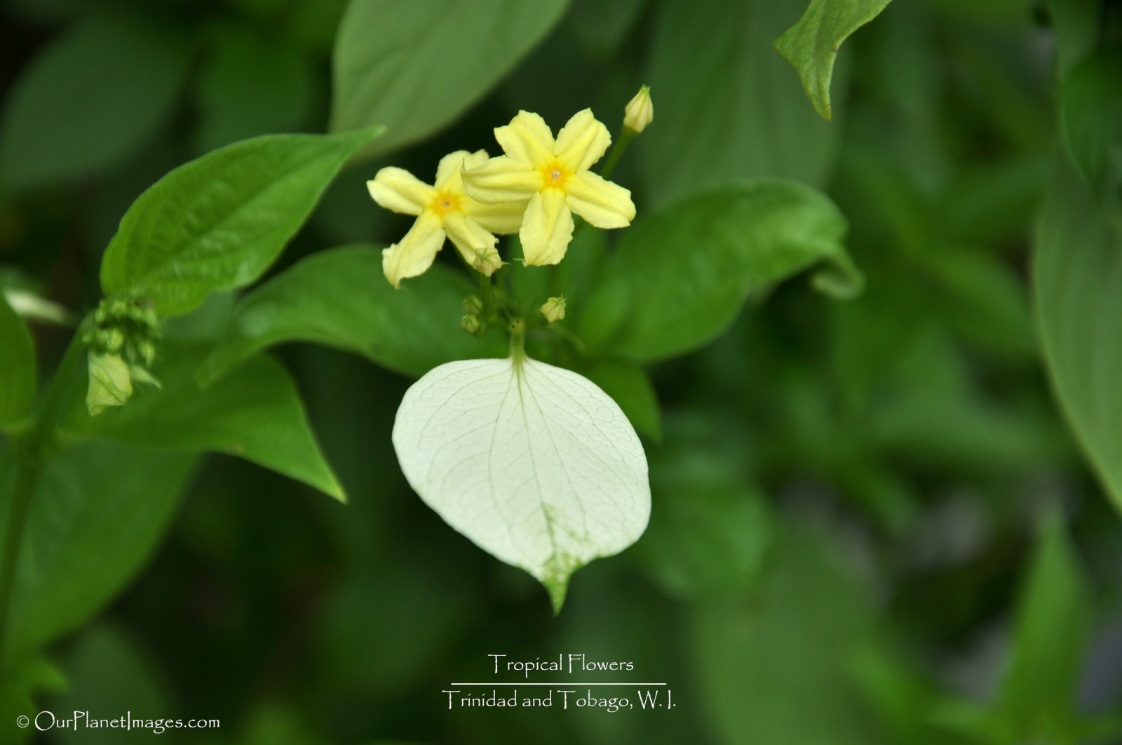 Flowers And Plants Trinidad Tobago