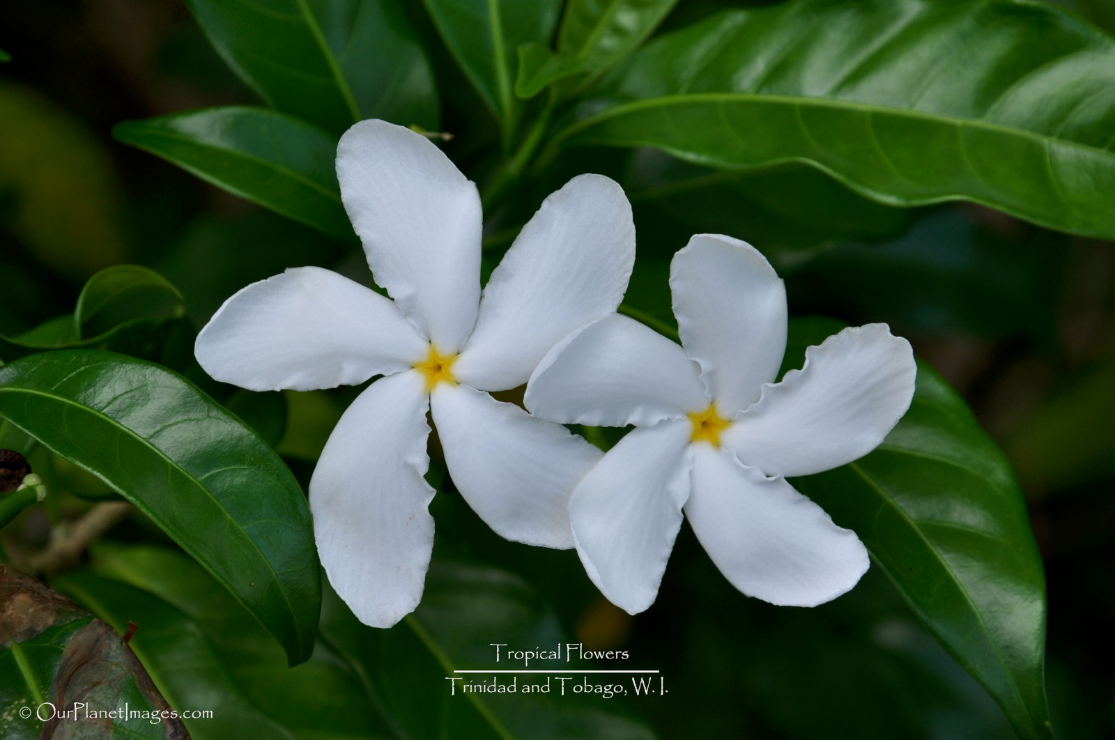 Flowers And Plants Trinidad Tobago