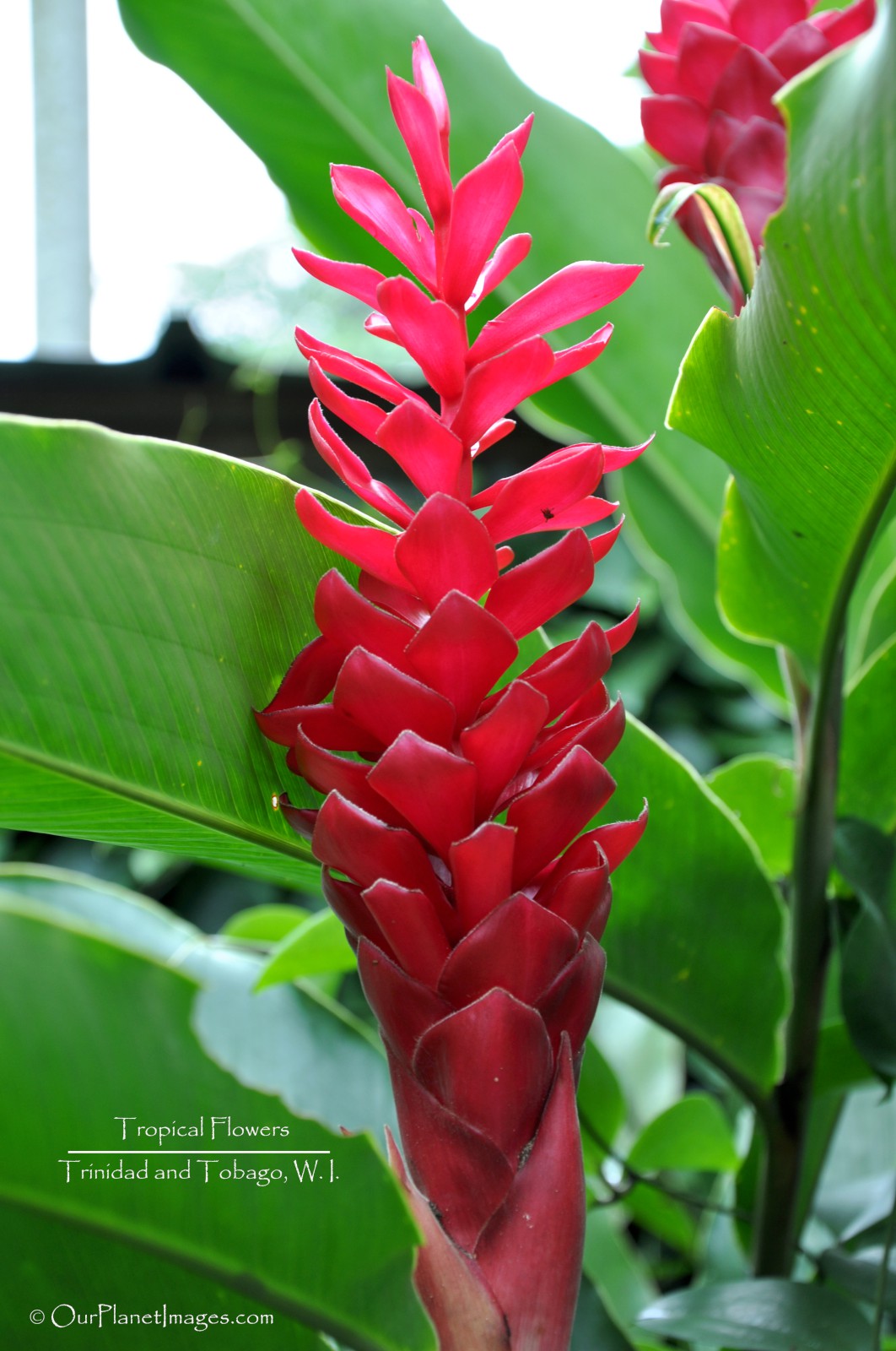 Flowers And Plants Trinidad Tobago