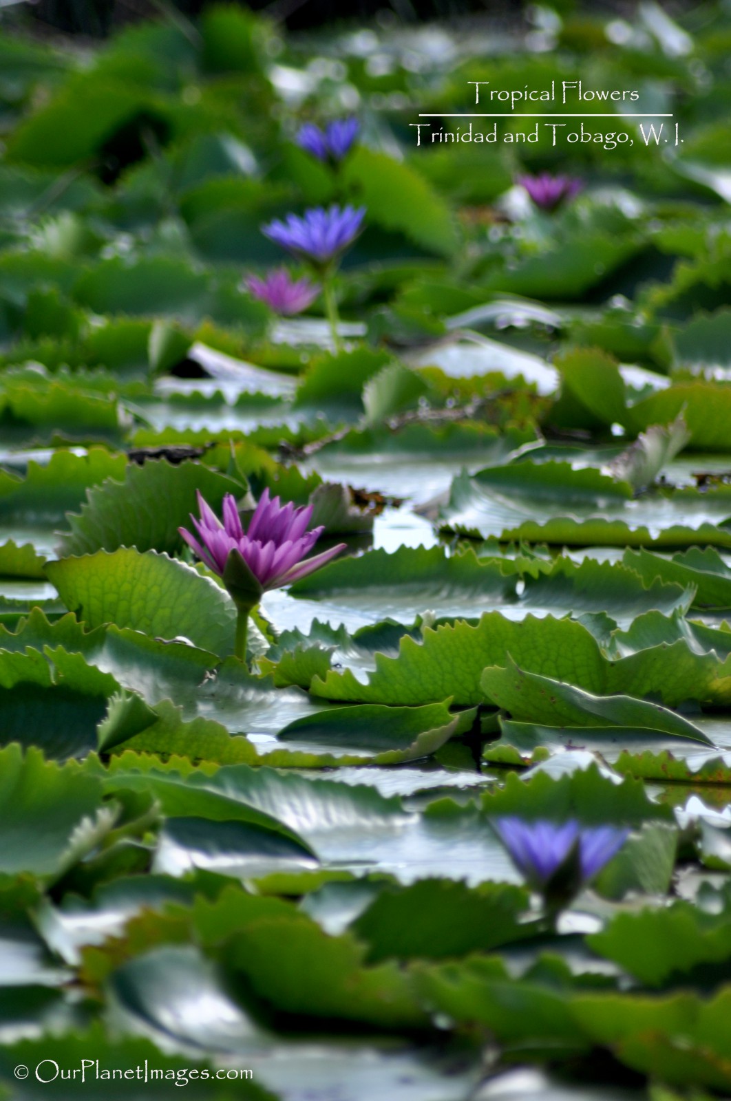 Flowers And Plants Trinidad Tobago