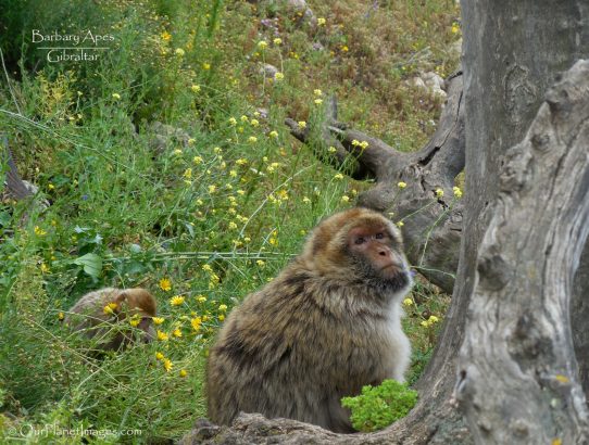 Barbary Apes - Gibraltar