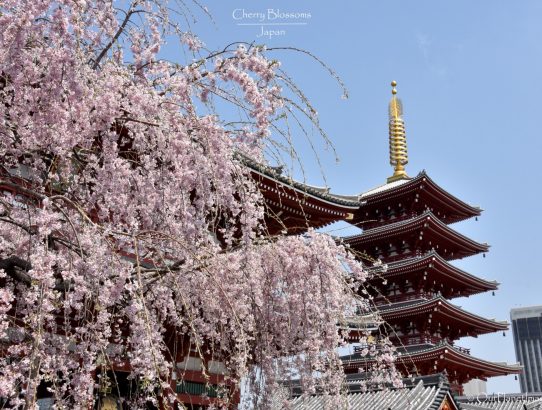 Cherry Blossoms - Japan