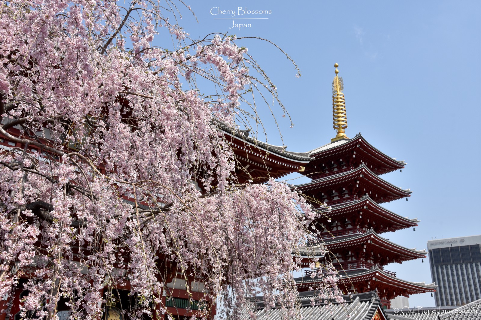 Cherry Blossoms - Japan