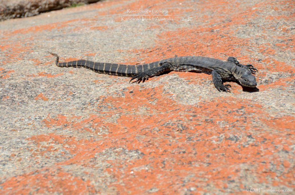 Rosenbergs Goanna Kangaroo Island Australia