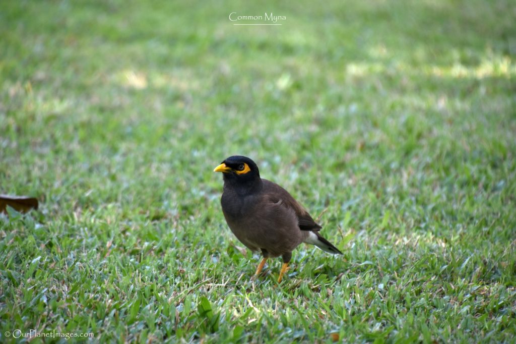 Common Myna