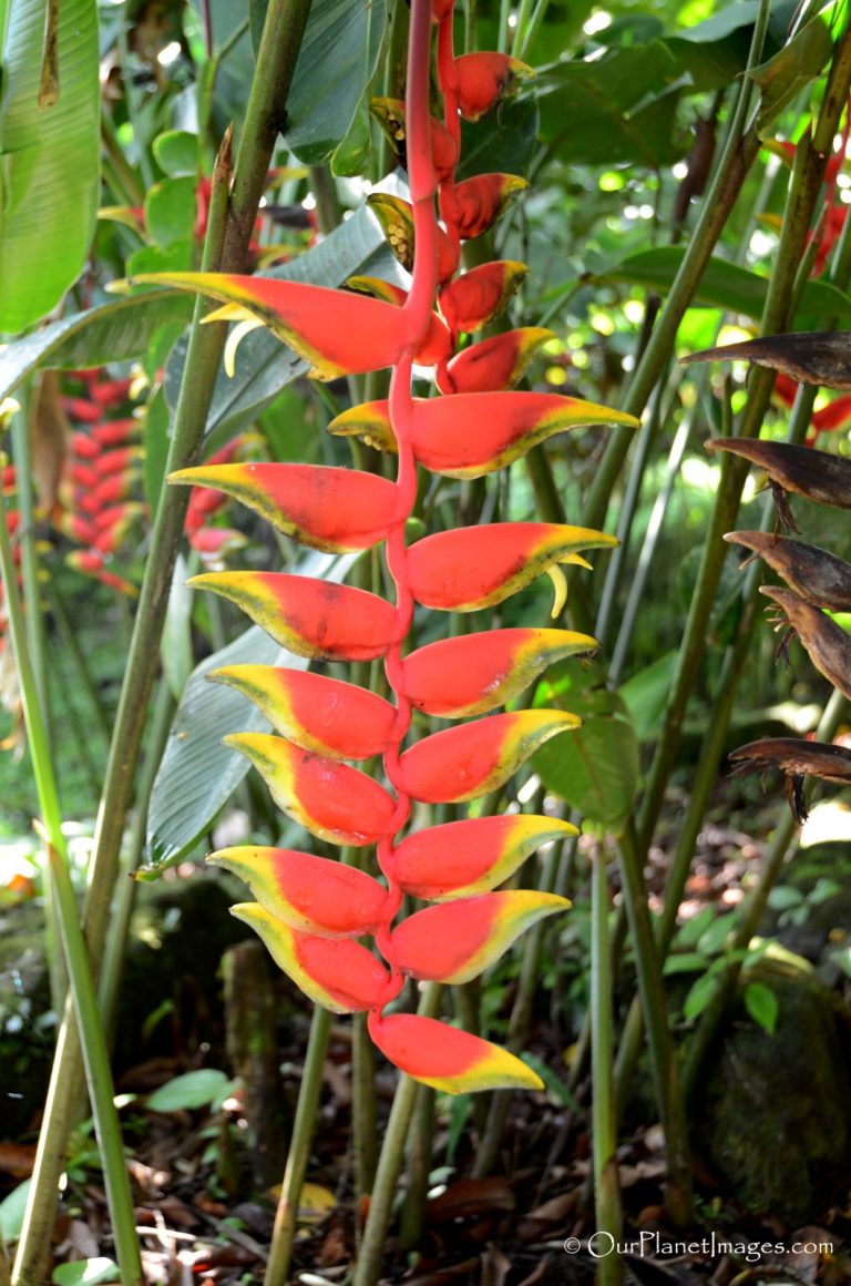 Flowers and Plants of Costa Rica