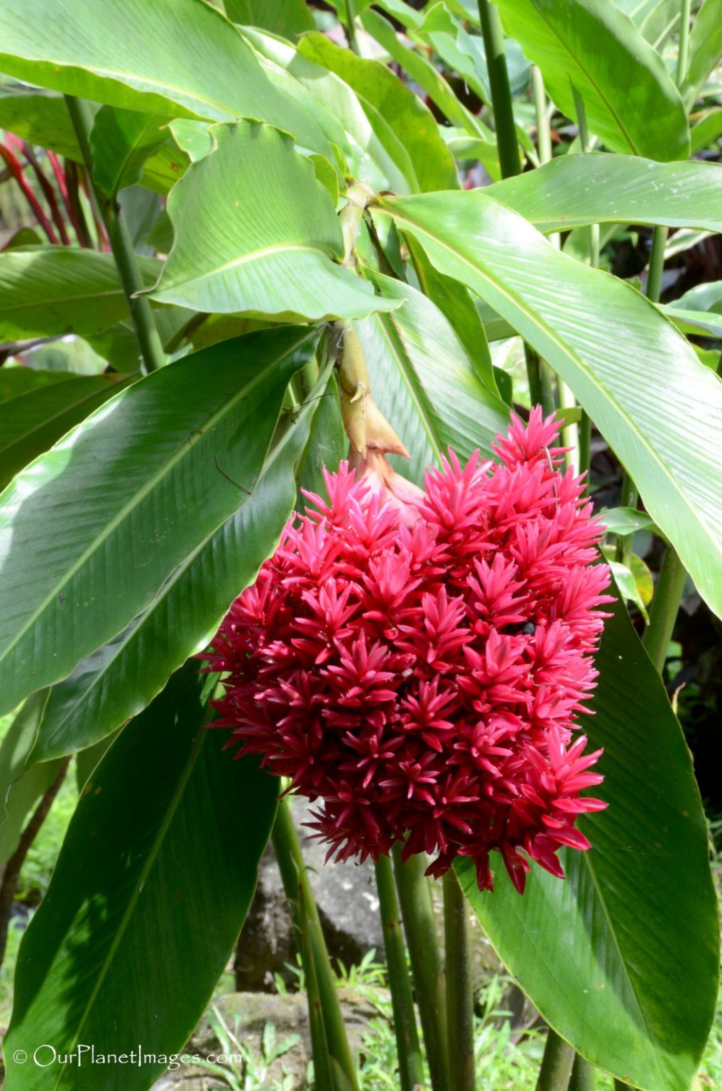 Flowers and Plants of Costa Rica