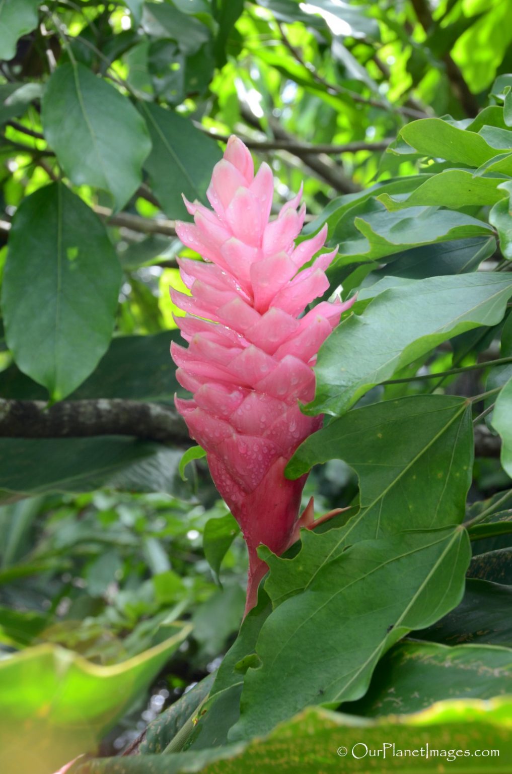 Flowers and Plants of Costa Rica