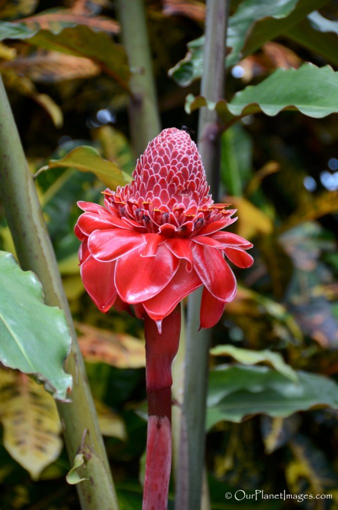 Flowers and Plants of Costa Rica