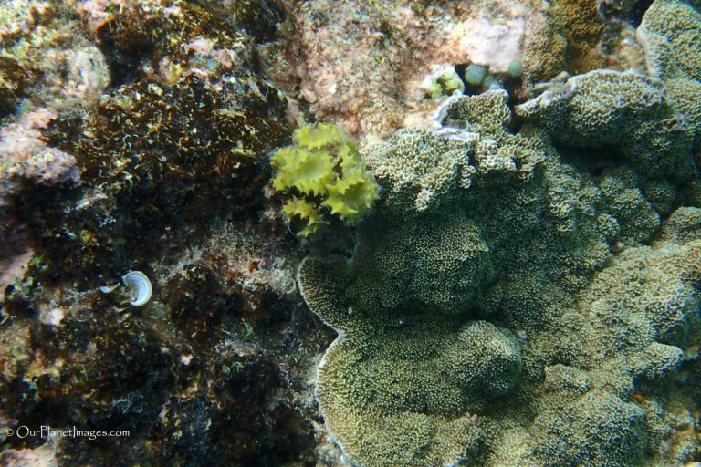 Snorkeling at Dravuni Island, Fiji