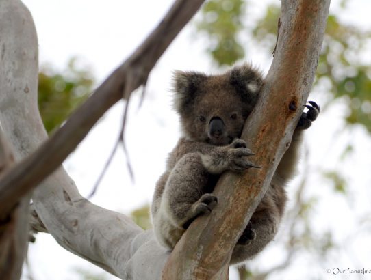 The Koala - Australia