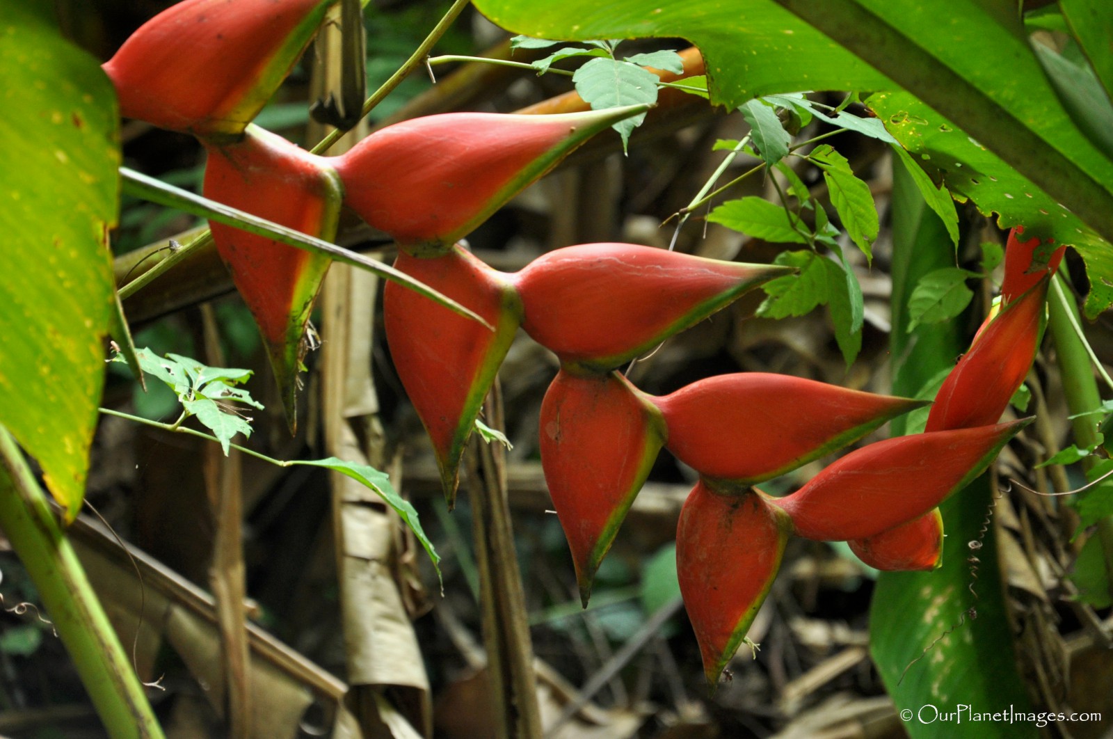 Plants Of Trinidad And Tobago