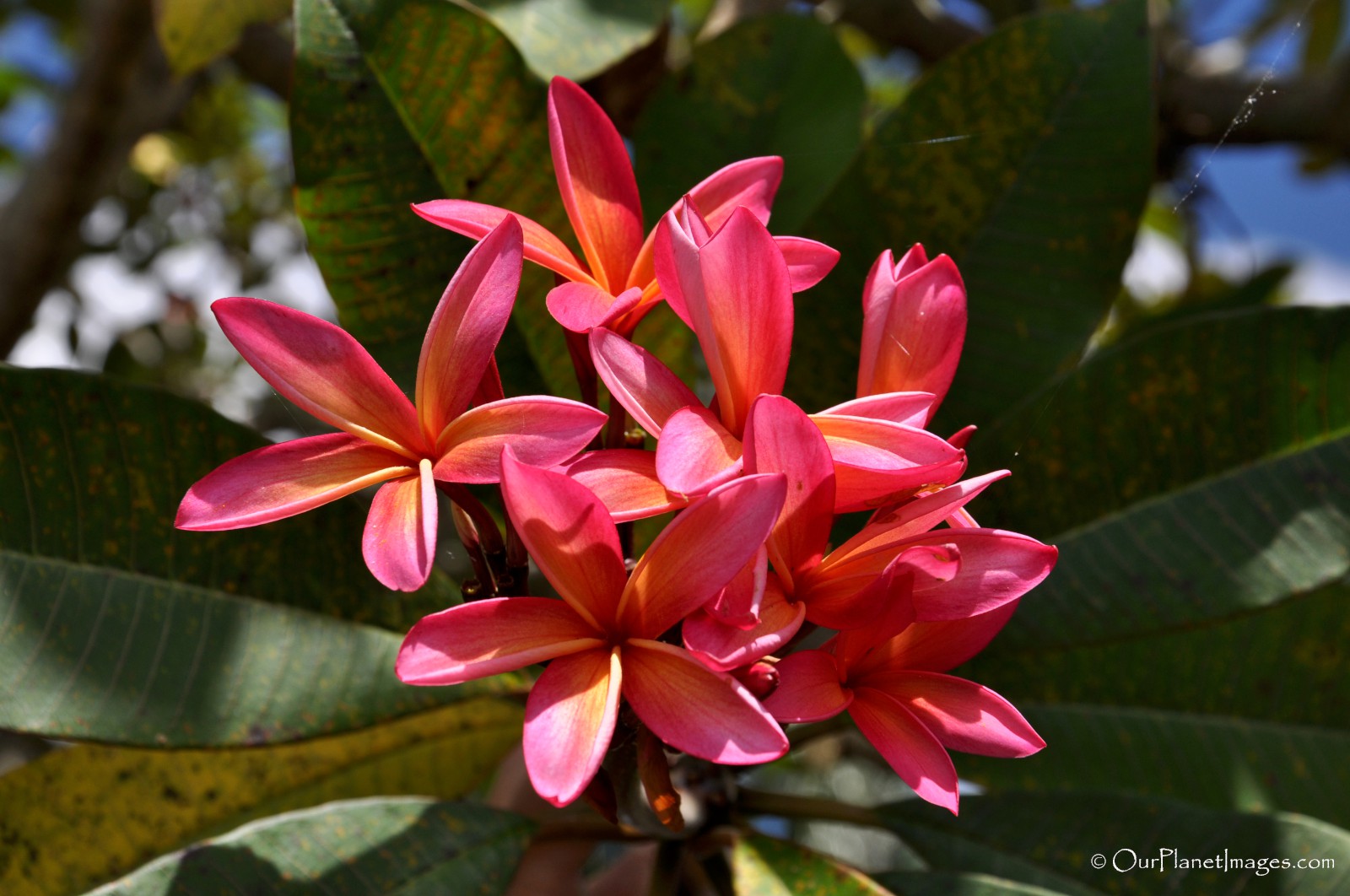 Plants Of Trinidad And Tobago