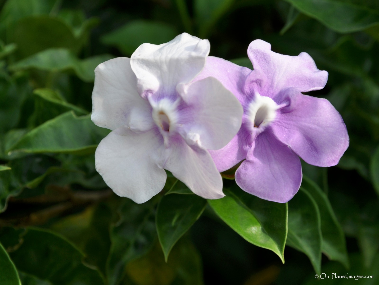 Flowers And Plants Of Trinidad And Tobago 2 