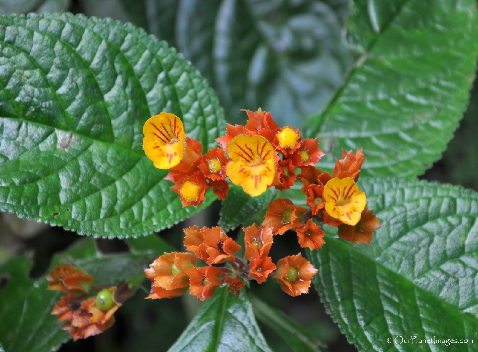 Flowers And Plants Of Trinidad And Tobago 2 