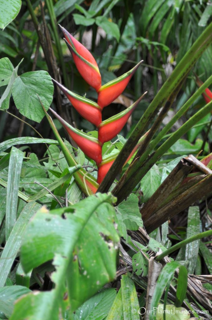 Flowers and Plants of Trinidad and Tobago #2