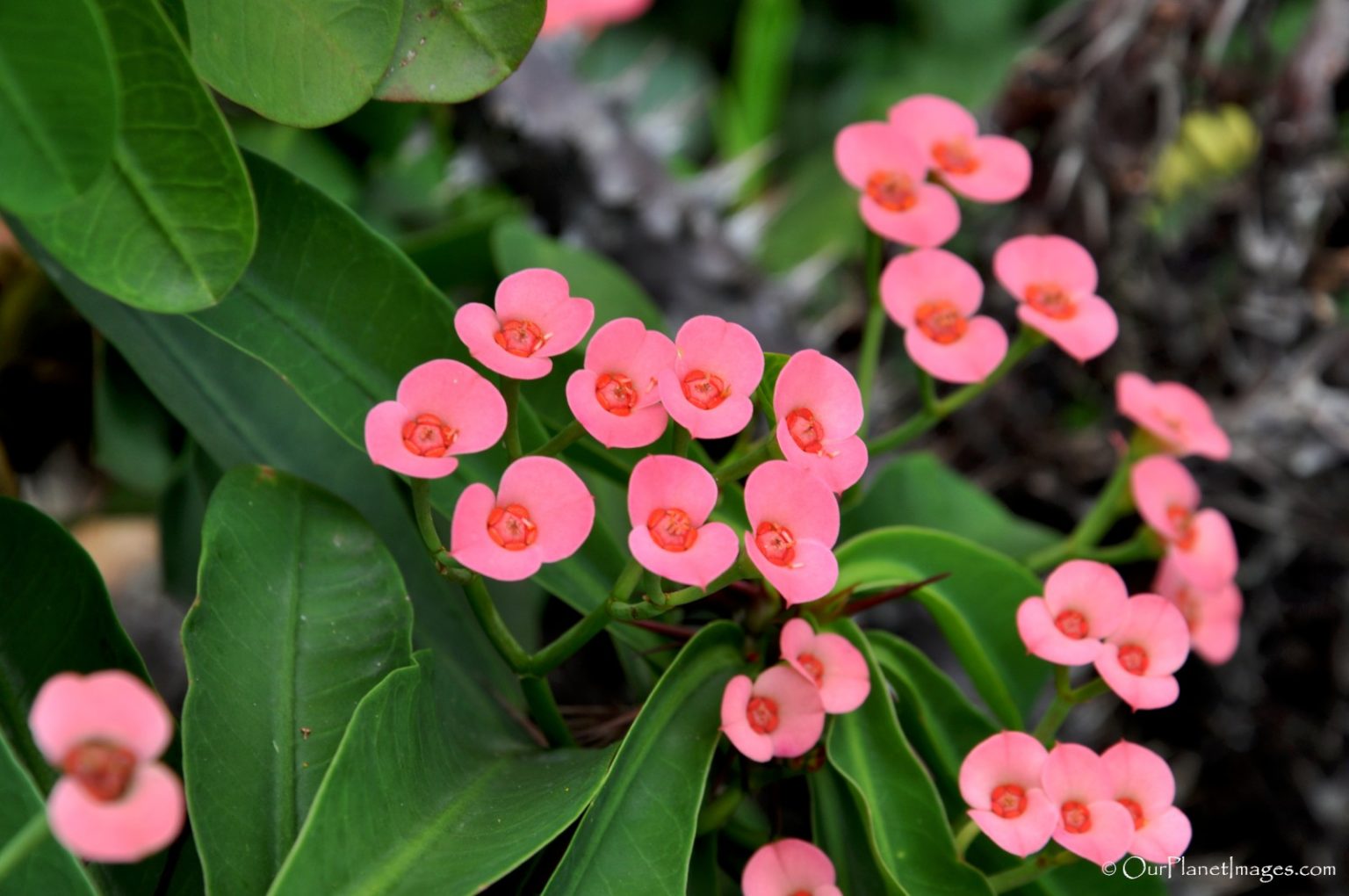 Flowers and Plants of Trinidad and Tobago #2