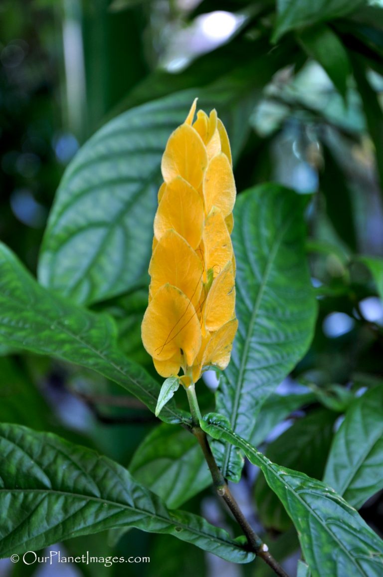 Flowers and Plants of Trinidad and Tobago #2