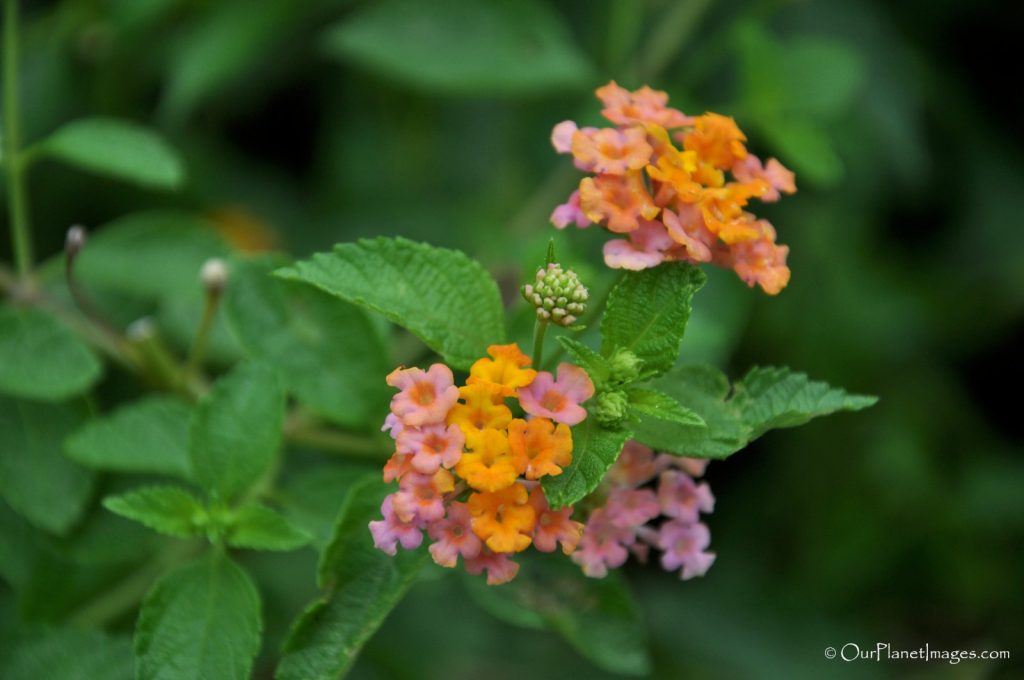 Flowers and Plants of Trinidad and Tobago #2