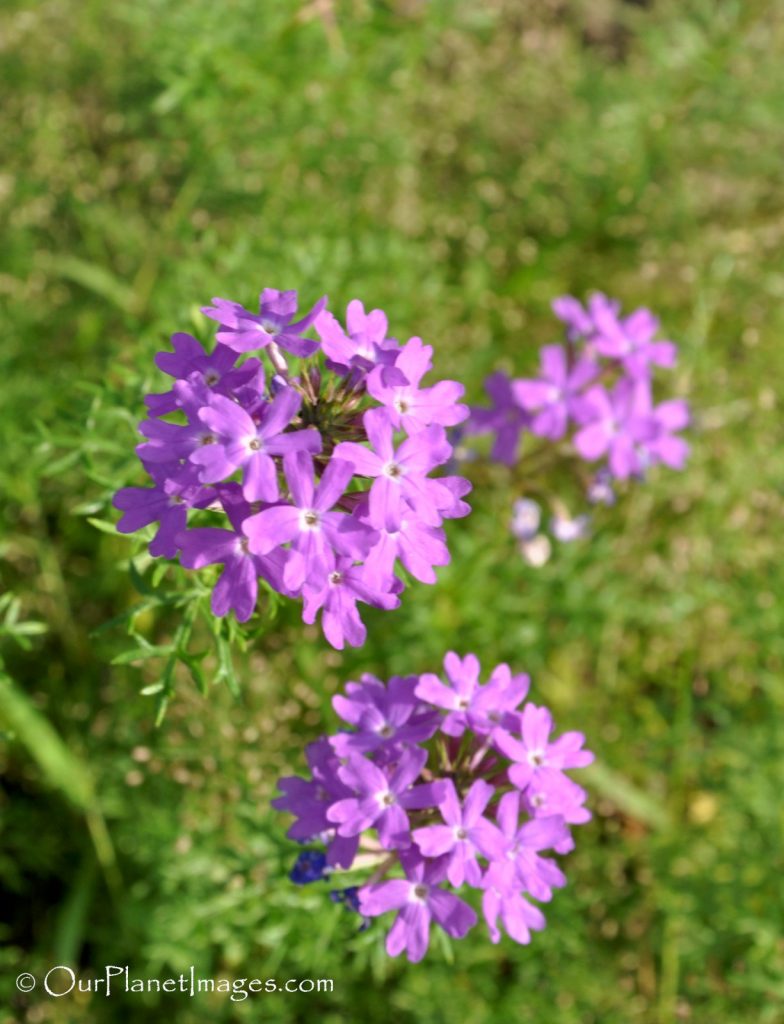 Flowers and Plants of Trinidad and Tobago #2