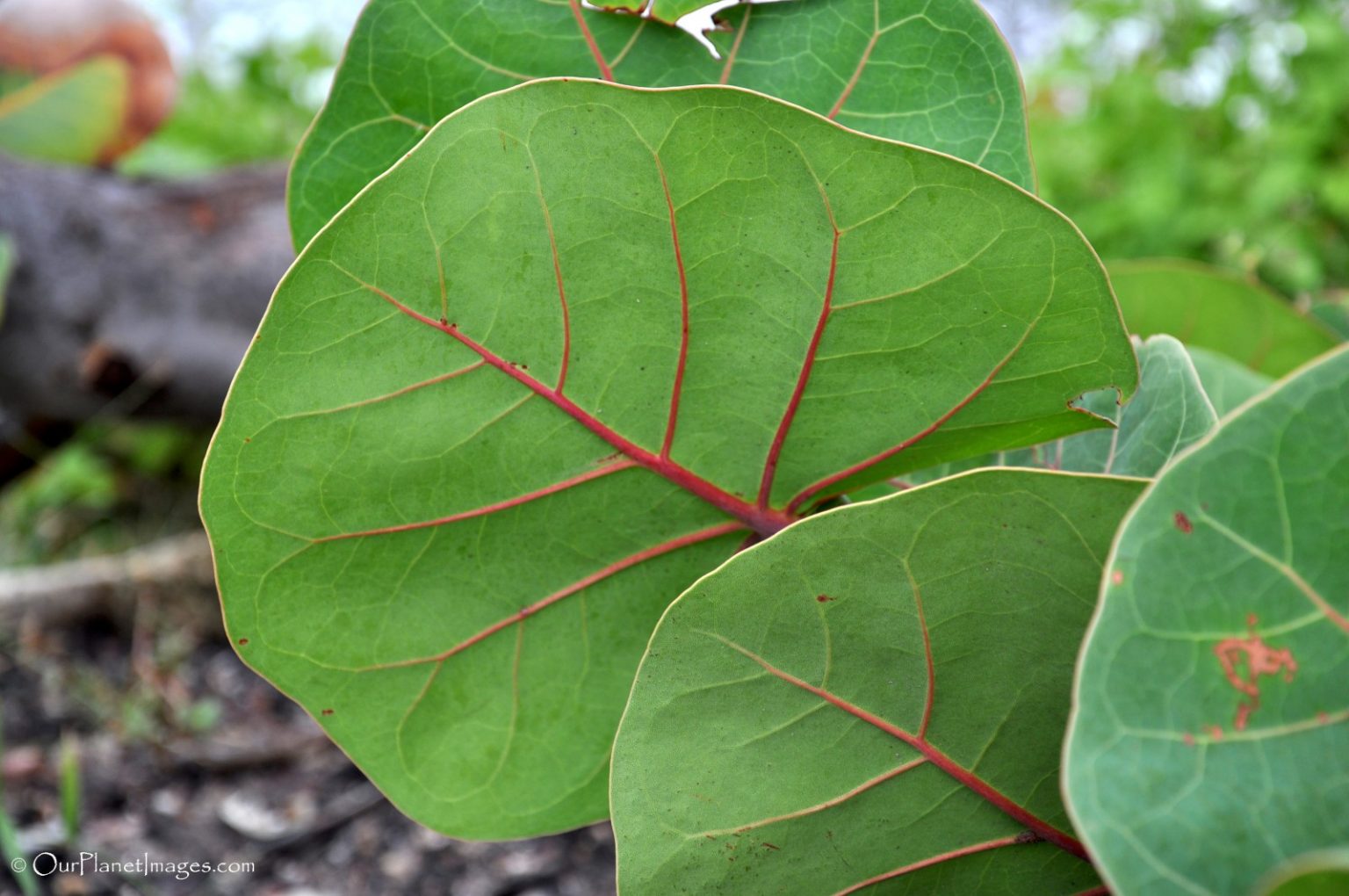 Flowers and Plants of Trinidad and Tobago 2