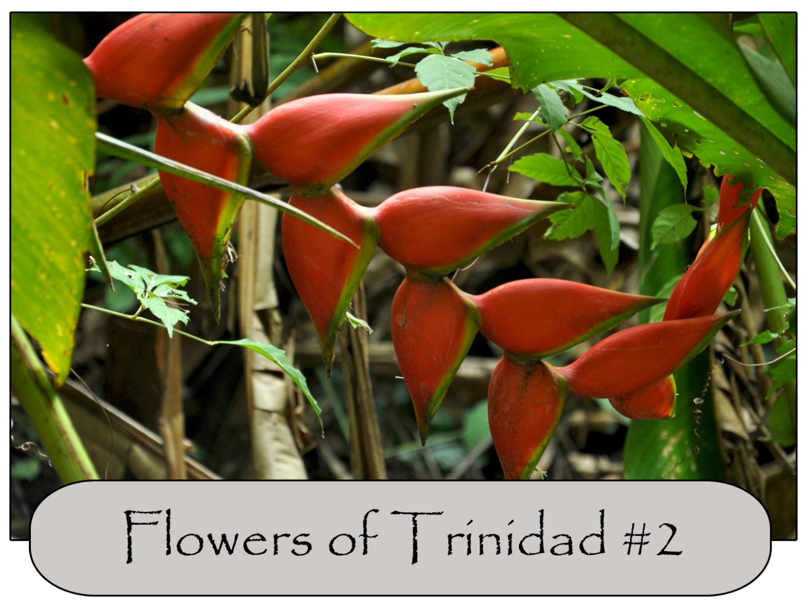 Flowers And Plants Trinidad Tobago