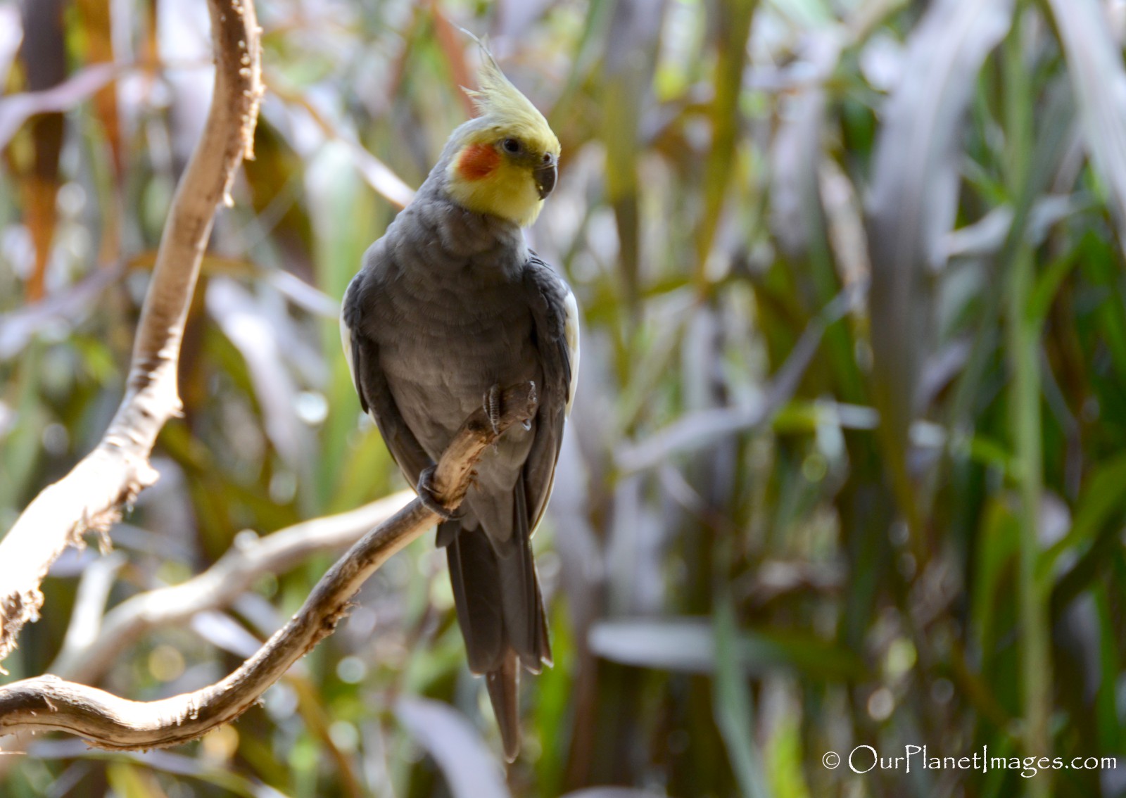 Parrots and Toucans - 