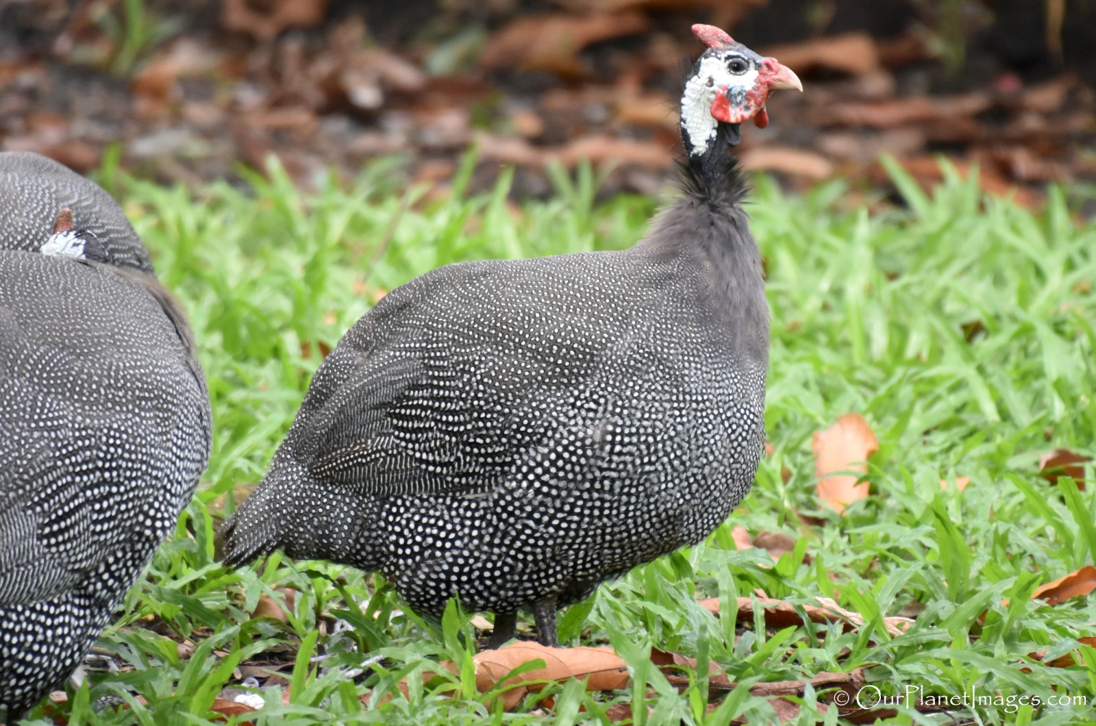 What the heck is this? (VT, USA) - Possibly domesticated fowl? They were  big, round, fatties. : r/whatsthisbird