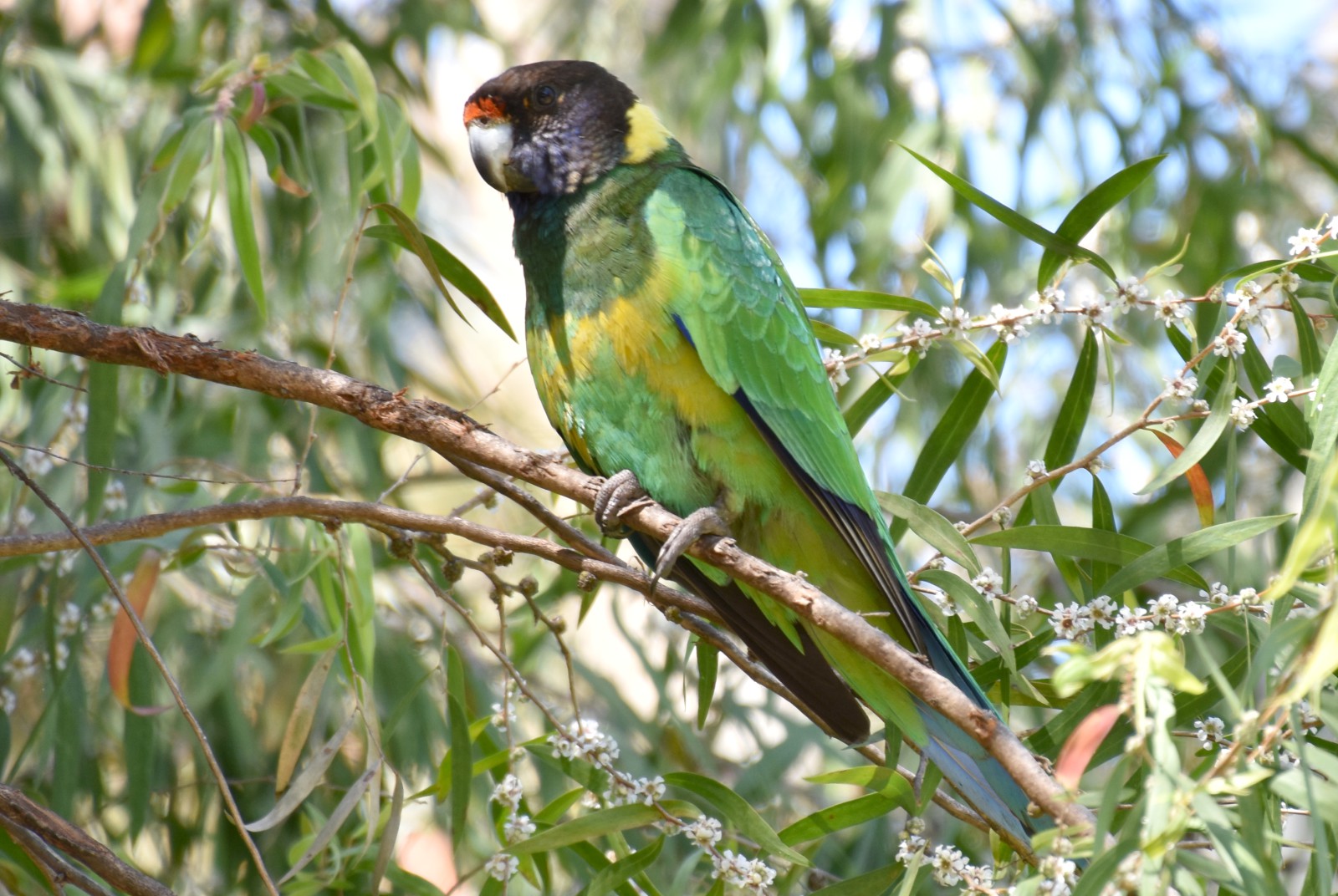 Parrots and Toucans - 