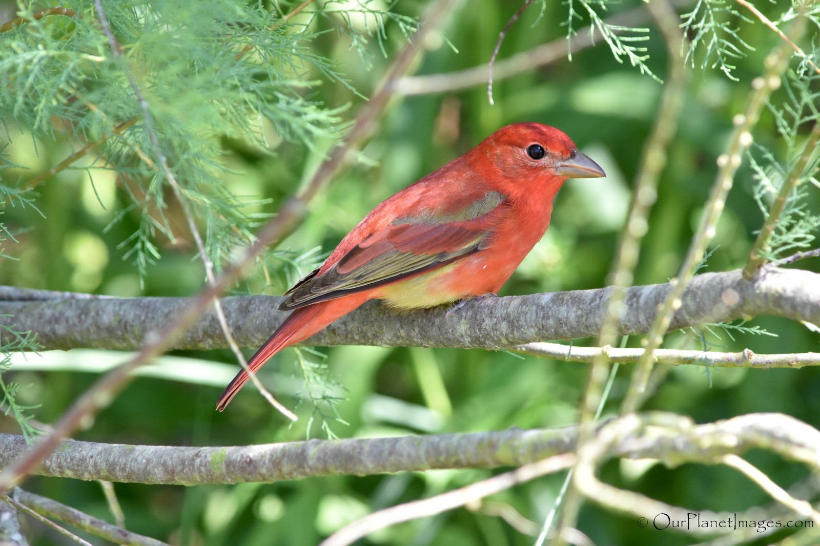 Birders atwitter as rare summer tanager makes flashy first-ever appearance  near Victoria, B.C.
