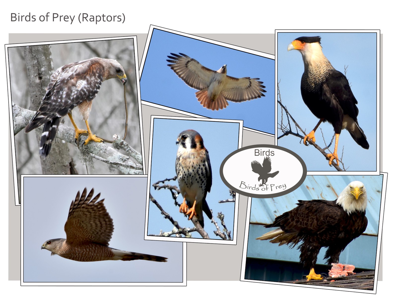Birds of prey - Our Planet Images