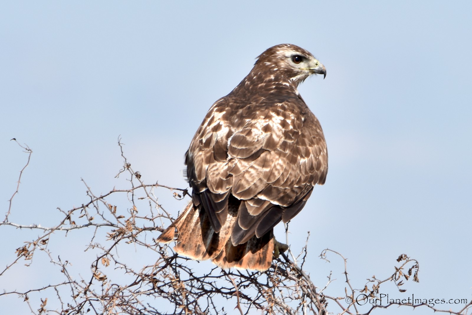 Birds of prey - Our Planet Images