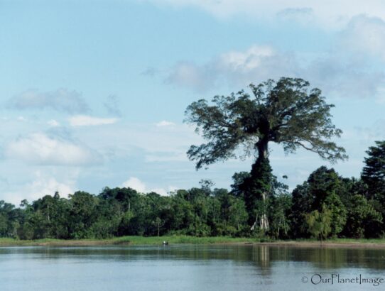 Amazon Rainforest - Peru