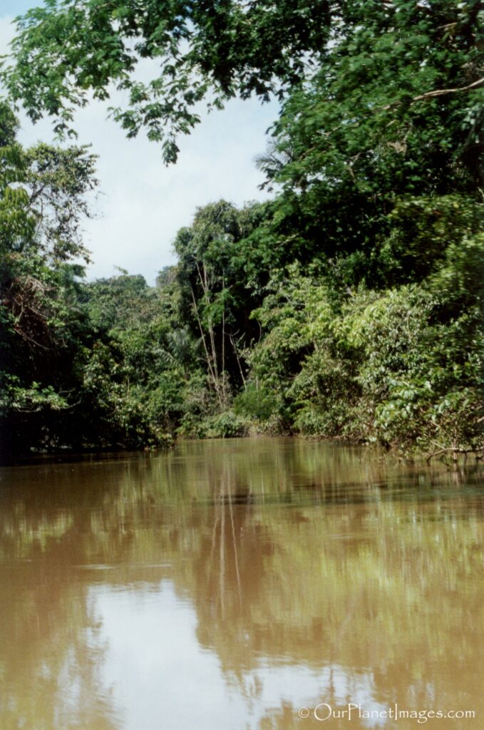 Amazon Rainforest, Iquitos Peru