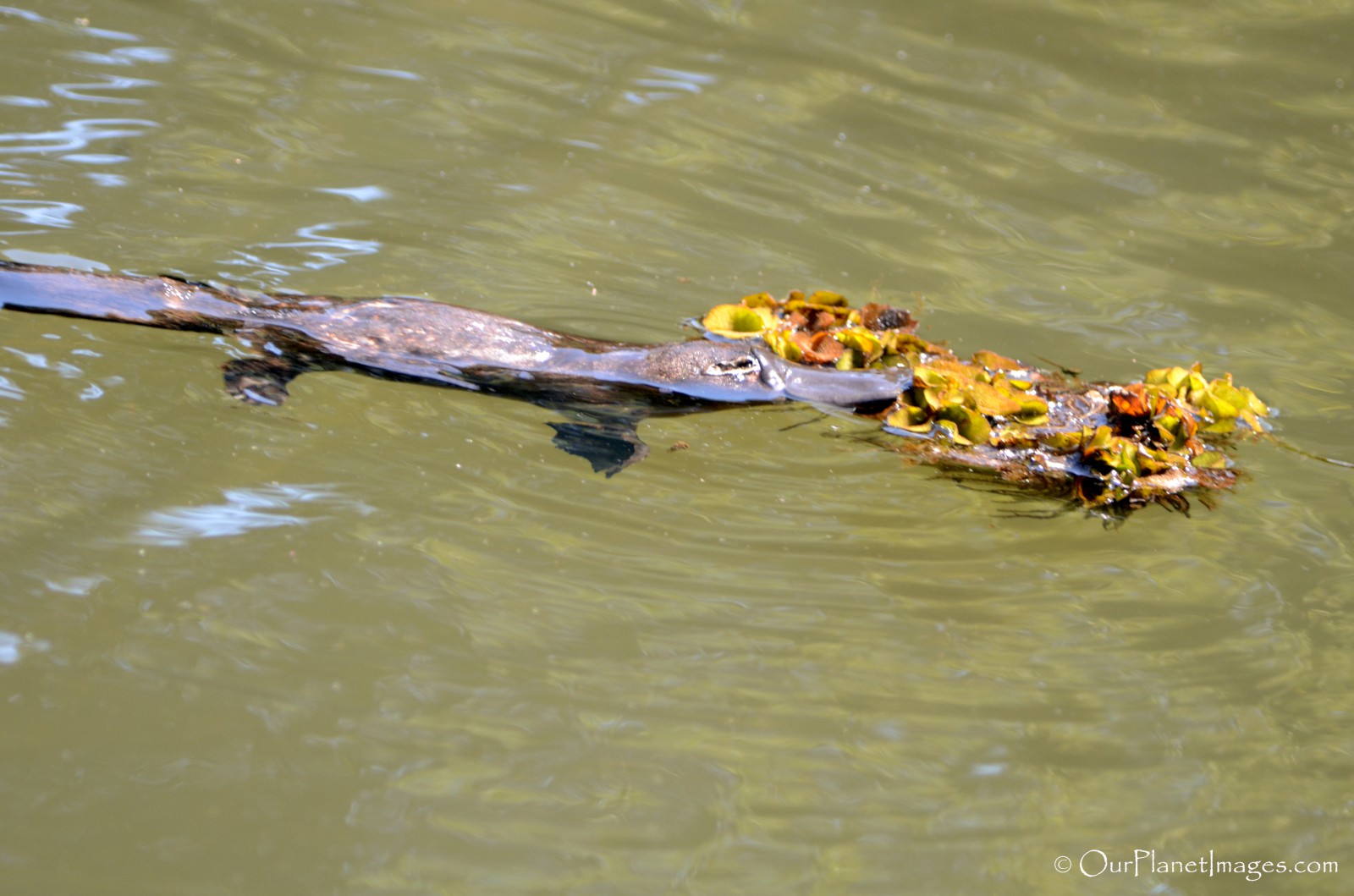 Other mammals - "Our Planet" Images