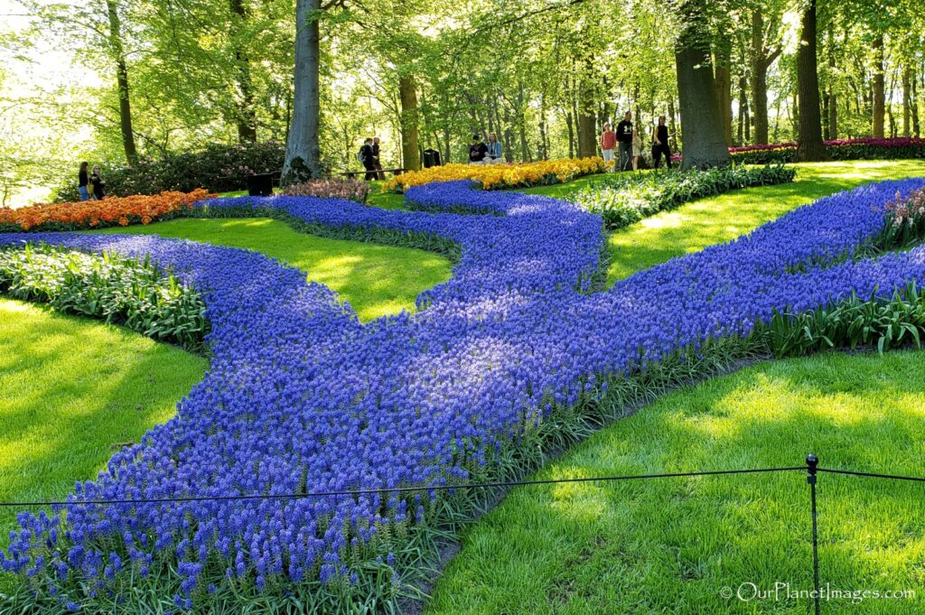 Amsterdam tulip festival Netherlands Our Images