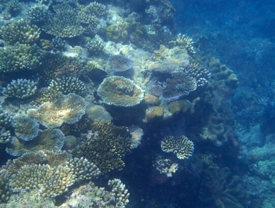 Great Barrier Reef – Part 2 of 2 (Coral of the Reef)