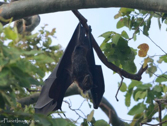 Spectacled Flying Foxes