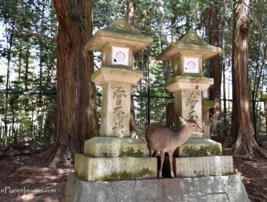 Nara Park - Japan