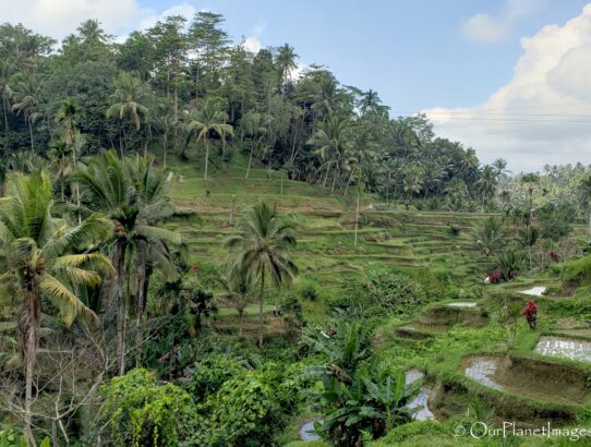 Tegallalang Rice Terraces - Indonesia