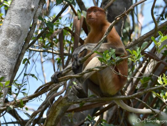 Proboscis Monkey - Malaysia